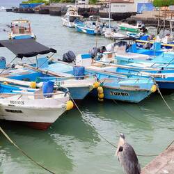 Wildlife in Puerto Ayora