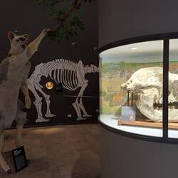 Narracoorte Cave - museum of fossils found in the many caves in the area