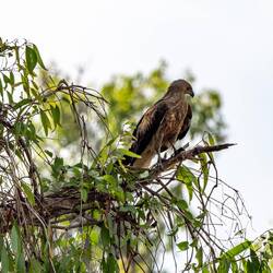 Adler gibt es hier recht viele