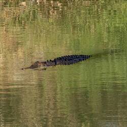Unser erstes richtiges Croc 🤣