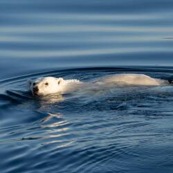 Just off Fort Ross, this guy swims at 3 knots. Neither size nor breathing sound are conveyed here.