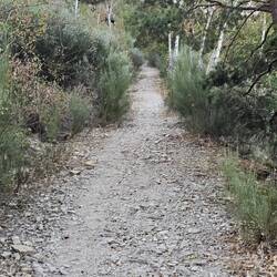 Nochmal ein schöner Singletrail