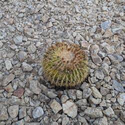 Still only cacti for flowers