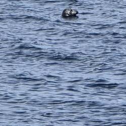Im Wasser ist die Robbe ziemlich flink
