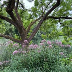 Planten un Blomen