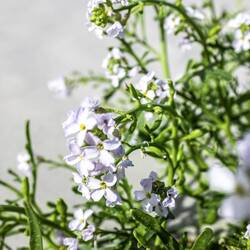 Zeeraket (Cakile maritima Scop.)
