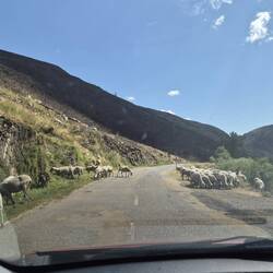Haha, hebben we die ook nog! 🐑🐑🐑