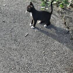 He was trying to be brave & come up to me but couldn't quite do it 😻