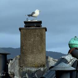 Common Gull on the rooftop across the way from us - Bergen, Norway.