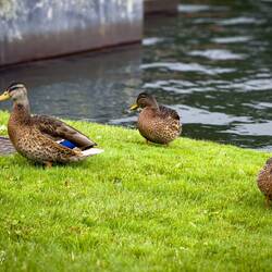 Mallards on the shoreline ... Byparken — Bergen, Norway.