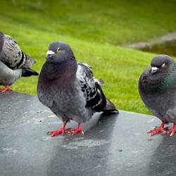 Pigeons on the shoreline ... Byparken — Bergen, Norway.