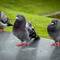 Pigeons on the shoreline ... Byparken — Bergen, Norway.