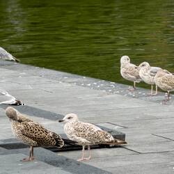 Gulls on the shoreline ... Byparken — Bergen, Norway.