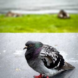 Pigeon puffed up against the chill and drizzle ... Byparken — Bergen, Norway.