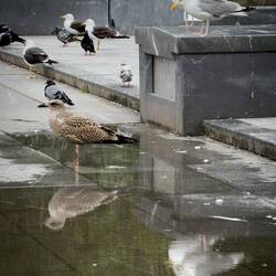 Herring Gull reflections ... Byparken — Bergen, Norway.