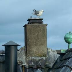 Common Gull on the rooftop across the way from us - Bergen, Norway.