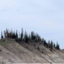 I was thinking that these trees are like 50 ft tall