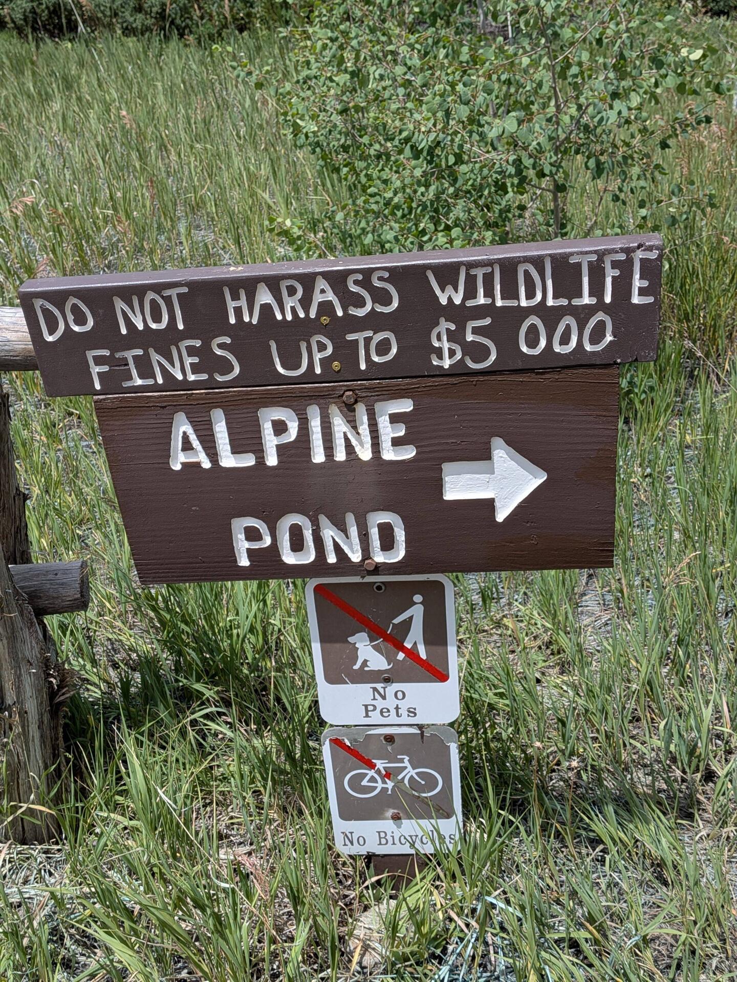 There were no wild life for me to harass