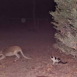 A kitten and a wallaby visit us together