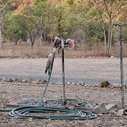 A dripping tap is water for so many birds.