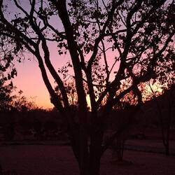 Sunrise Chillagoe