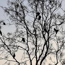 Galahs waiting for the sun.