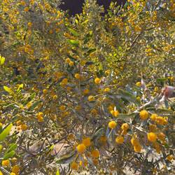 Wattle time