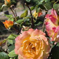 Wel mooie rozen! 😍