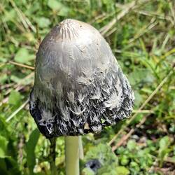Pilzkunde🍄