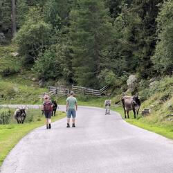 Rückweg über die Straße am See entlang...