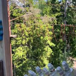 Leggy on a zip line...eventually