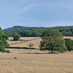 View after leaving the wood