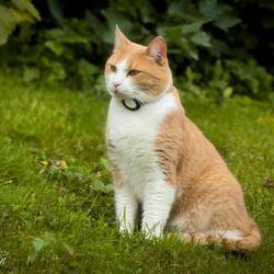 Kitty cat posing for its portrait ... Nordnes — Bergen, Norway.