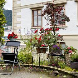 Cute roadside garden with lace tablecloths ... Nordnes — Bergen, Norway.