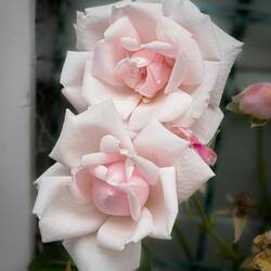 Velvety roses ... Nordnes — Bergen, Norway.