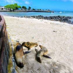 Seelöwen sind auch Säugetiere.