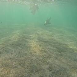 Soo elegant und flink im Wasser!