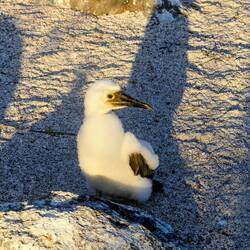 Und das Flauschige ...