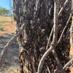 Desert Oak bark. Thick to protect against fire