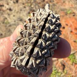 Seed pod