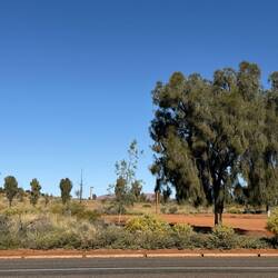 Desert Oaks are skinny when young but once their roots hit water they get bushier