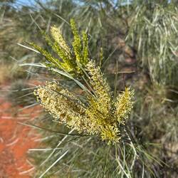 Grevilleas are just starting to come out