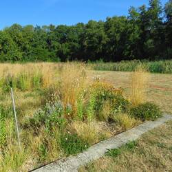 Tuin v Piet Oudolf