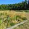 Tuin v Piet Oudolf