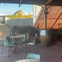 Just some locals at the pub