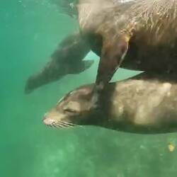 Some curious sea lions at Kicker Rock