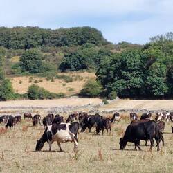 Rowland; a herd of cows
