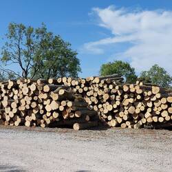 Pile of logs close to Long Rake Plantation