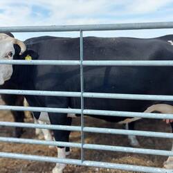 "I am not a number, I am a free cow"