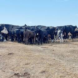 Another herd of cows
